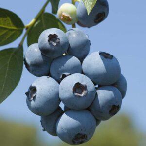 Čučoriedka BRIGITTA BLUE