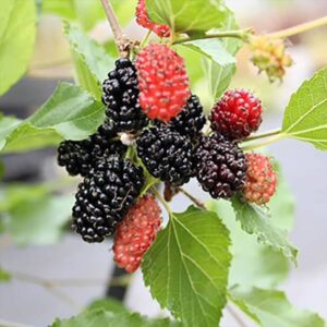 Moruša trpasličia MOJO BERRY®