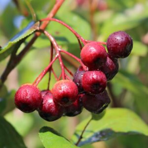 Aronia-cierna-BRILLIANT-kv