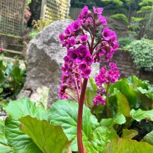 Bergenia srdcovitolistá PURPUREA kv2