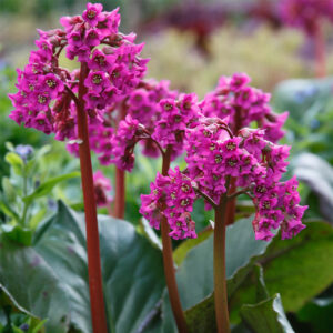 Bergenia srdcovitolistá PURPUREA