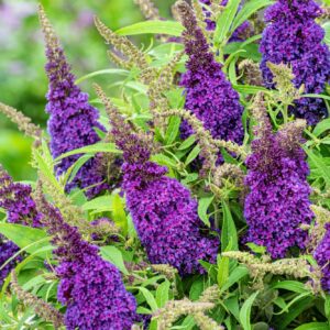 Buddleja davidova Butterfly Candy LITTLE PURPLE kv