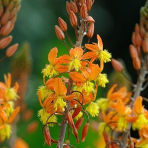 Bulbinela SUNSET ORANGE kv2