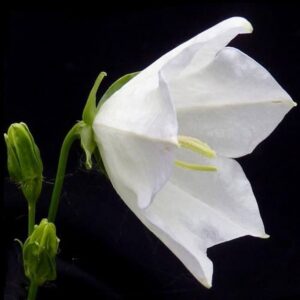 Campanula Persicifolia Albakv3