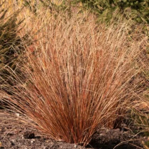 Carex Buchananii Red Rooster kv