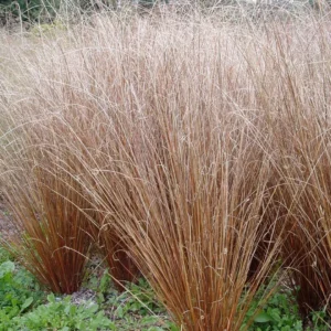 Carex Buchananii Red Rooster kv2