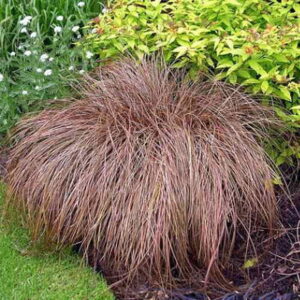 Ostrica BRONZE FORM