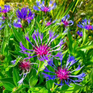 Centaurea Montana Coerulea kv3