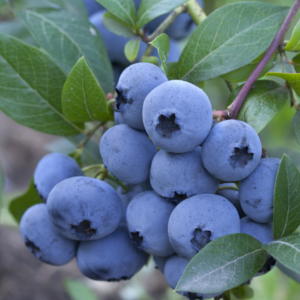 Čučoriedka BRIGITTA BLUE kv