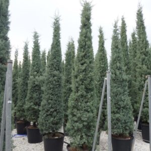 Cyprus arizónsky Fastigiata GLAUCA kv3