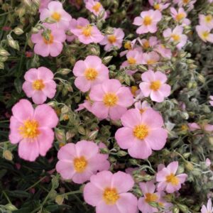 Devätorník LAWRENSONS PINK kv2