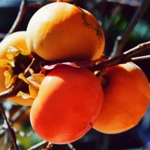 Diospyros Kaki chioccolatino kv