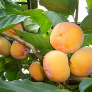 Diospyros Kaki chioccolatino kv2