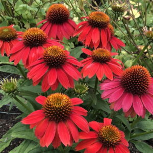 Echinacea Purpurea LAKOTA™ RED kv2