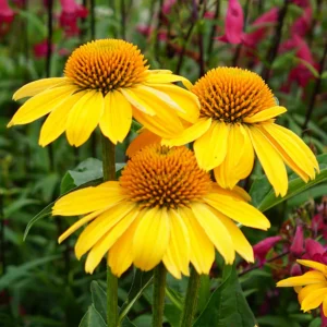 Echinacea Purpurea SOMBRERO® LEMON YELLOW kv2