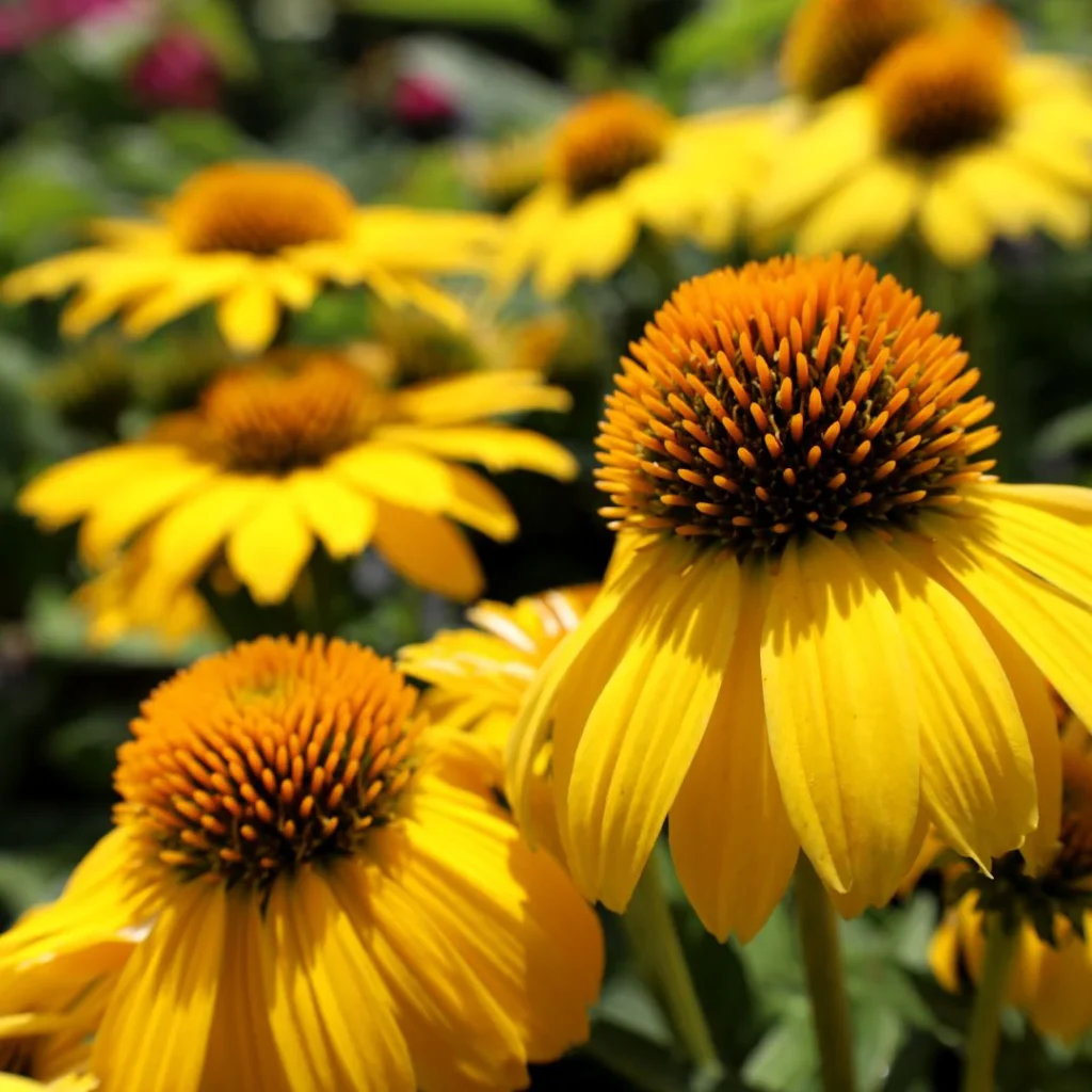 Echinacea Purpurea SOMBRERO® LEMON YELLOW kv3