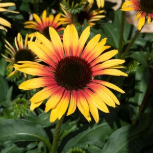 Echinacea Purpurea Sombrero Special Yellow Red kv2