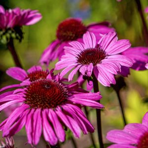 Echinacea Purpurea Sombrero® Rose kv2