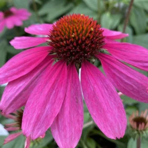 Echinacea Purpurea Sombrero® Rose kv3