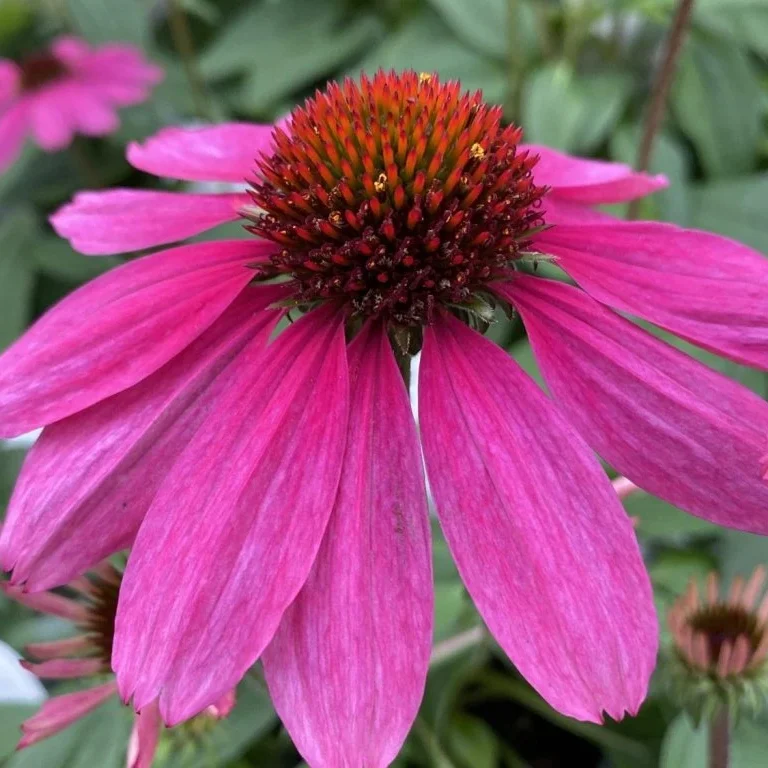 Echinacea Purpurea Sombrero® Rose kv3
