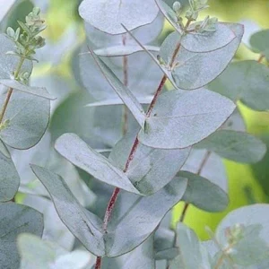 Eucalyptus Gunnii kv