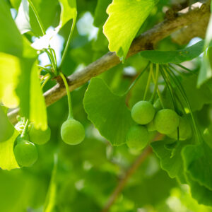 Ginkgo biloba