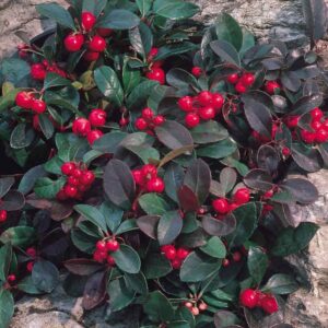 Gaultheria ležatá kv2