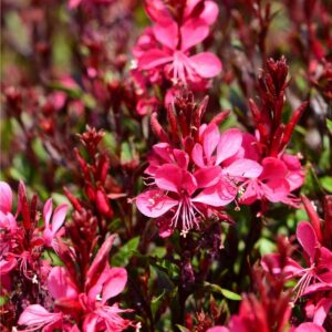 Gaura Lindheimeri GAUDI® RED kv2