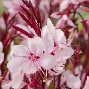 Gaura lindheimeri GAUDI® PINK kv