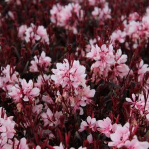 Gaura lindheimeri GAUDI® PINK kv2