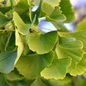 Ginkgo biloba kv2