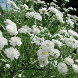 Gypsomilka Metlinatá SNOWFLAKE kv