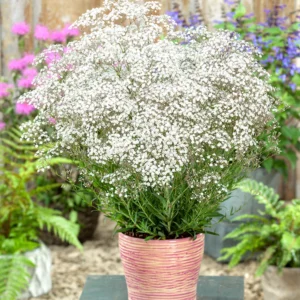 Gypsomilka Metlinatá SNOWFLAKE kv2