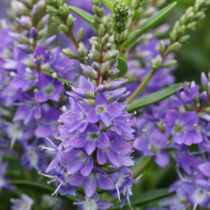 Hebe GARDEN BEAUTY BLUE kv2
