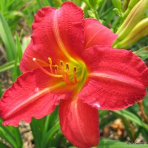 Hemerocallis Red Rum kv3
