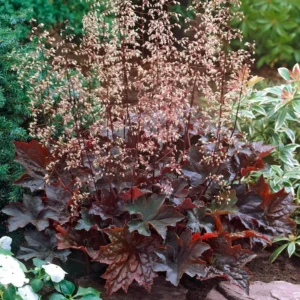 Heuchera americana PALACE PURPLE kv3
