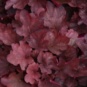 Heuchera villosa Carnival BURGUNDY BLAST kv2