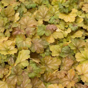 Heuchera villosa Carnival COFFEE BEAN kv3