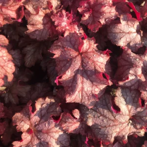 Heuchera villosa Carnival PEACH PARFAIT kv2