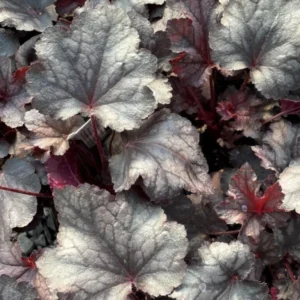 Heuchera villosa Carnival PLUM CRAZY kv2