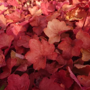 Heuchera villosa carnival CINNAMON STICK kv