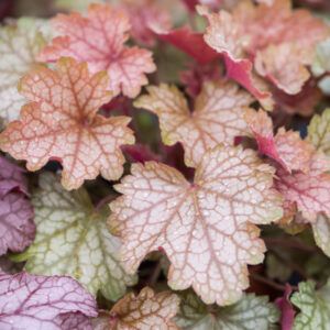 Heuchera villosa carnival FALL FESTIVAL kv
