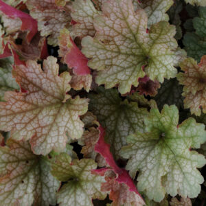 Heuchera villosa carnival FALL FESTIVAL kv3