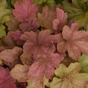 Heuchera x villosa carnival BIG TOP CARAMEL APPLE kv