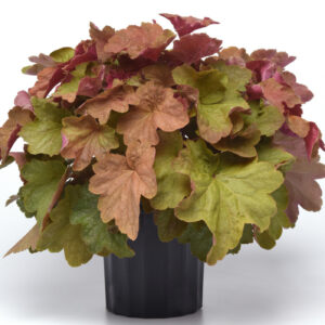 Heuchera x villosa carnival BIG TOP CARAMEL APPLE kv2
