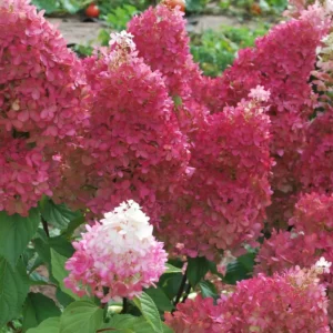 Hortenzia metlinatá PETITE FLORIkv