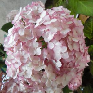 Hortenzia stromčekovitá CANDYBELLE BUBBLEGUM kv2