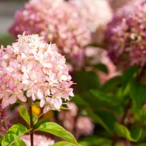Hortenzia stromčekovitá CANDYBELLE MARSHMALLOW kv4