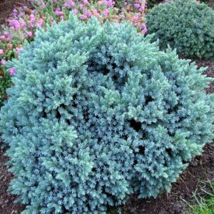 Juniperus Squamata Blue Star kv