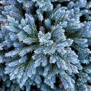 Juniperus Squamata Blue Star kv3